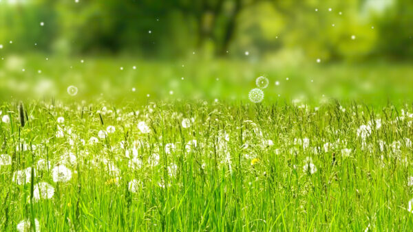 Allergiezeit_istock_1Credit